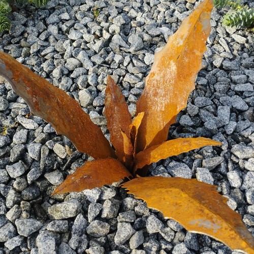 Agave pflanze - agave,